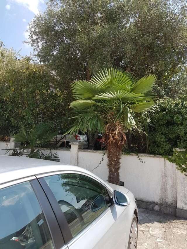 Апартаменты Apartman Donja Lastva Тиват-6